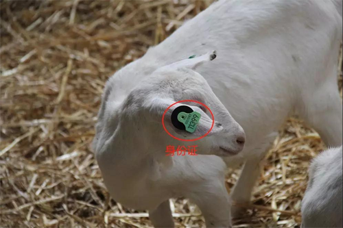 全球聚焦！中國(guó)國(guó)際進(jìn)口博覽會(huì)倒計(jì)時(shí)6天，澳優(yōu)將攜這兩大明星品牌亮相5