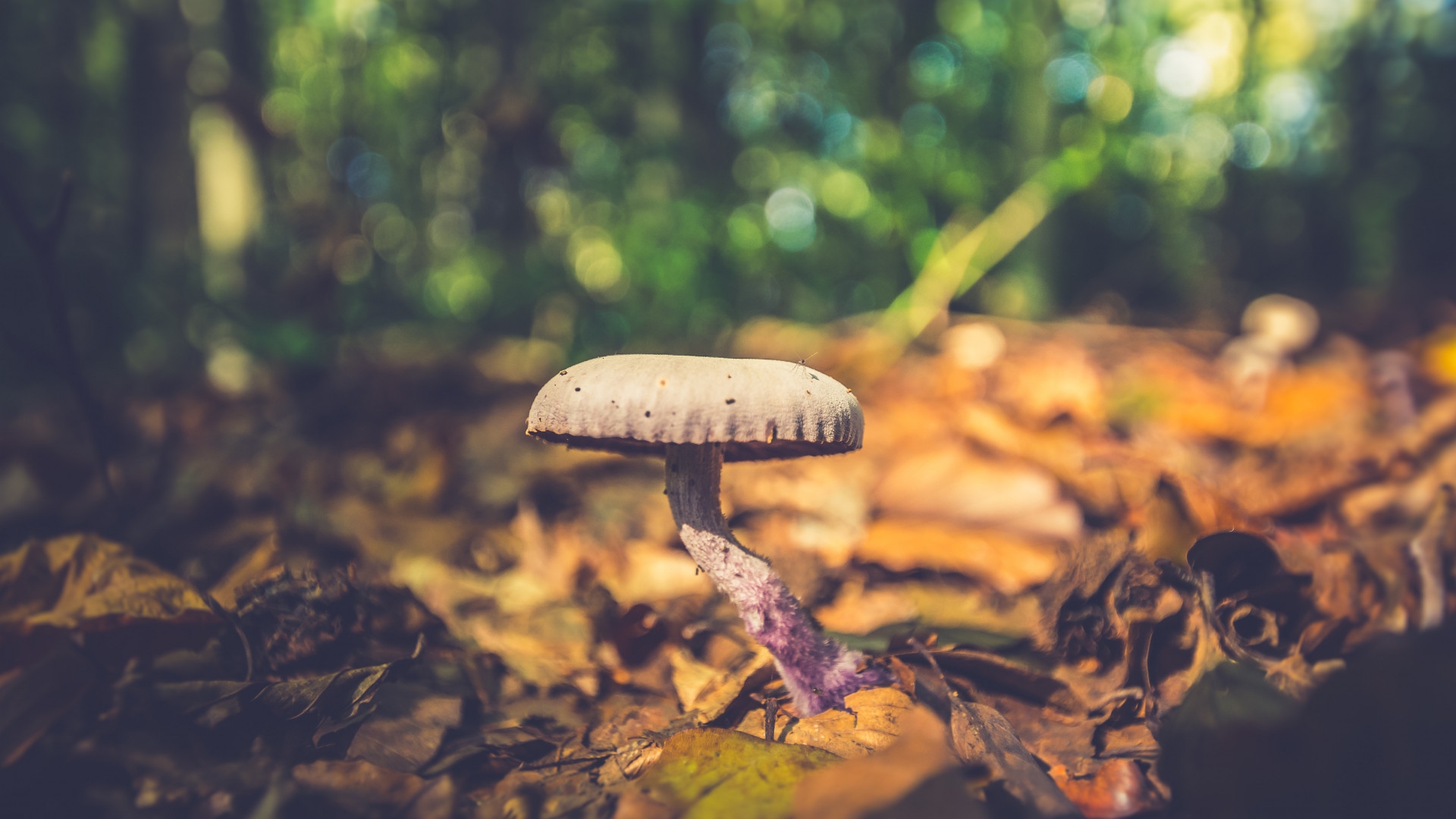 想知道孩子的身高潛力？這里有“遺傳計(jì)算法”