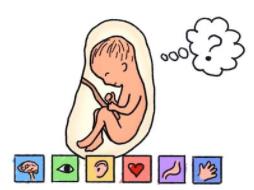 孕媽吃哪類食品 會影響胎兒腦組織的血液供應(yīng)？