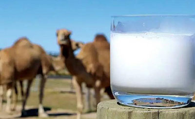 駱駝奶更接近母乳？別傻了，只有你才相信