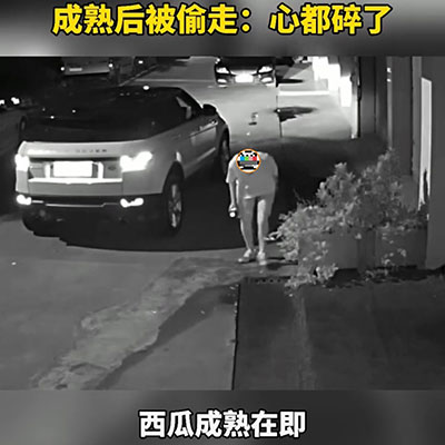 江西男孩暑假作業(yè)種西瓜，成熟在即被人偷走。