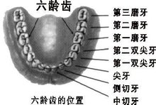 六齡齒，一起了解一下吧