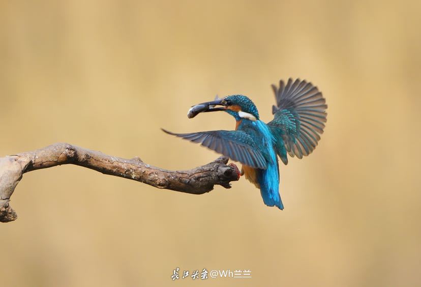 “參賽兒童衣著暴露”牽出更嚴(yán)重問(wèn)題