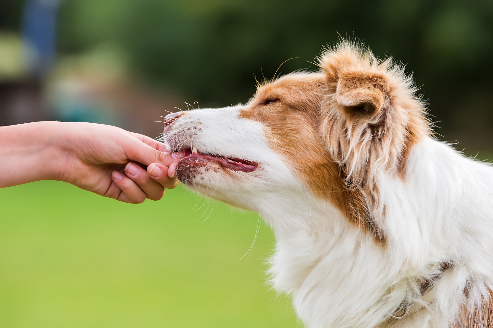 春季狗狗易傷人！專家：得了狂犬病沒(méi)治，打疫苗很關(guān)鍵