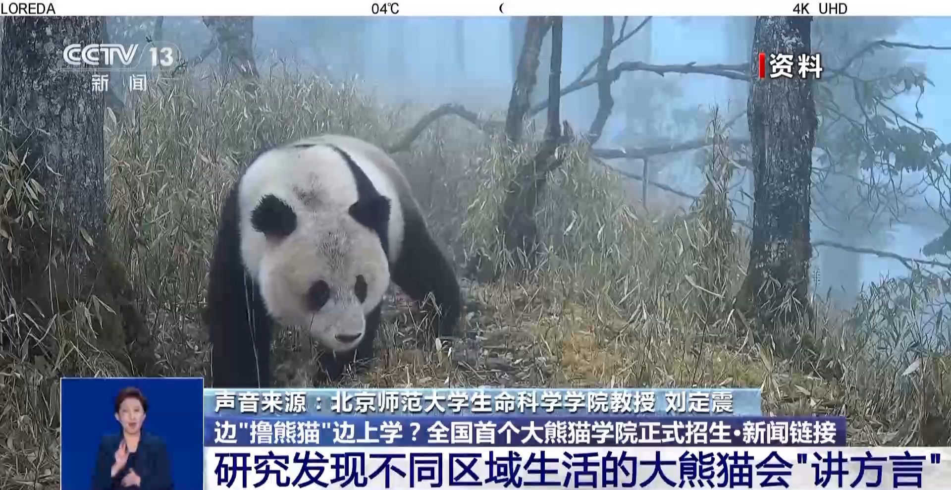 邊“擼熊貓”邊上學(xué)？全國(guó)首個(gè)大熊貓學(xué)院正式招生啦